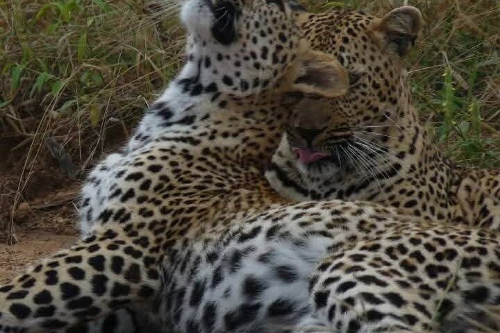 Kruger National Park Morning Safari Experience (minimaal 2 personen)