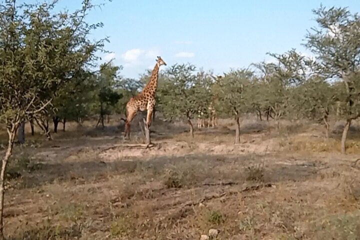 Kruger National Park Morning Safari Experience (minimaal 2 personen)