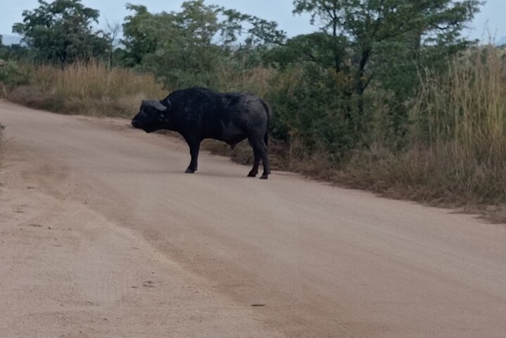 Kruger National Park Morning Safari Experience (minimaal 2 personen)