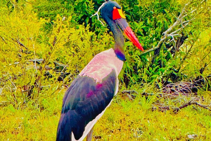 Kruger National Park Morning Safari Experience (minimaal 2 personen)