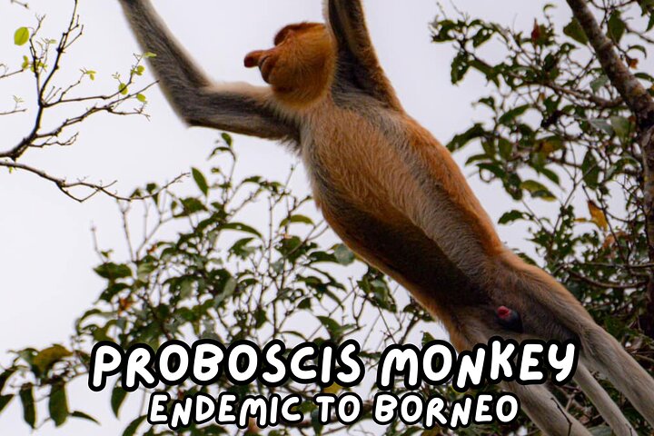 Cruzeiro pelo rio Borneo (Klias) e passeio pelos vaga-lumes