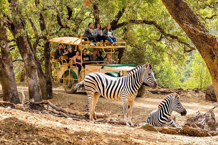 Klassiskt Safariäventyr på Safari Väst