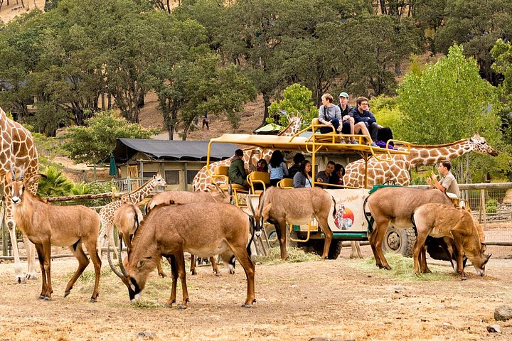 Klassiskt Safariäventyr på Safari Väst