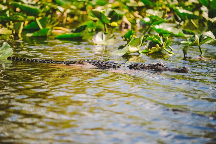 Everglades Small-Group Tour from Miami with Transportation