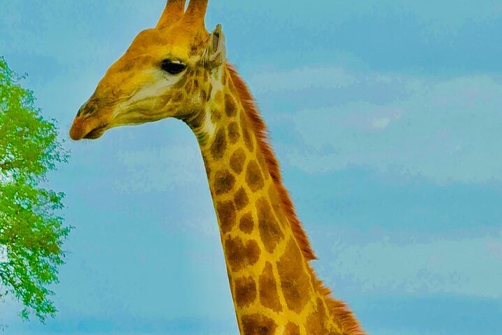 Kruger National Park Morning Safari Experience (minimaal 2 personen)