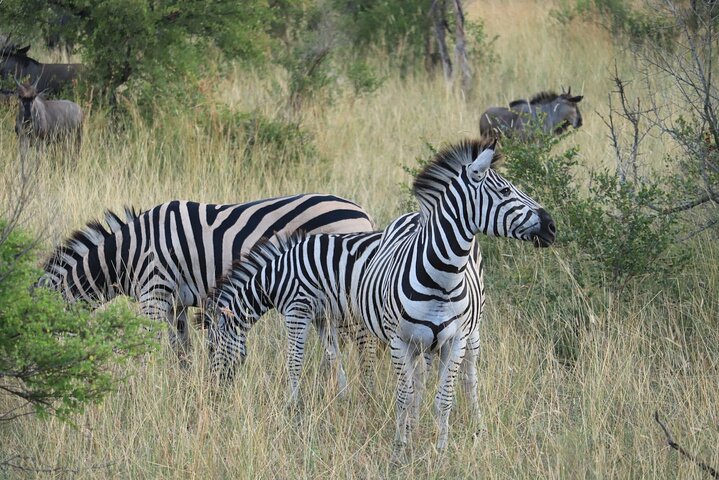 Kruger National Park Morning Safari Experience (minimaal 2 personen)