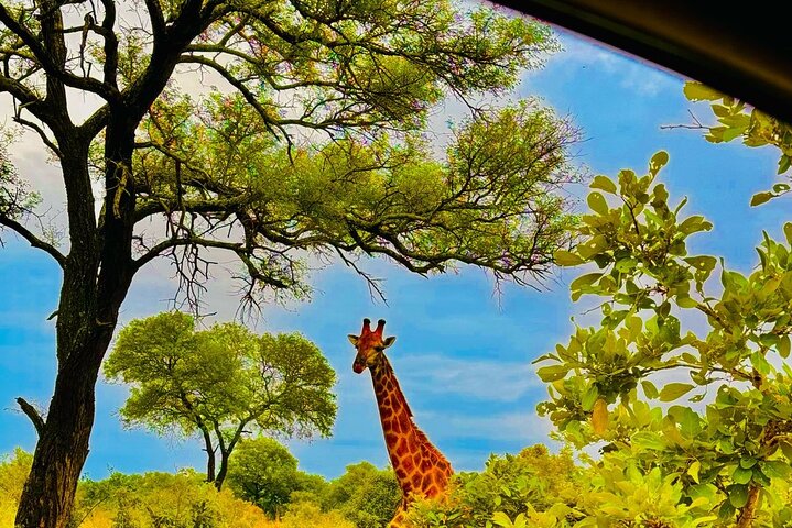 Kruger National Park Morning Safari Experience (minimaal 2 personen)