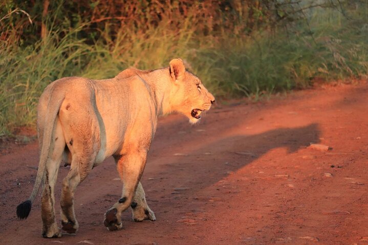 Kruger National Park Morning Safari Experience (minimaal 2 personen)