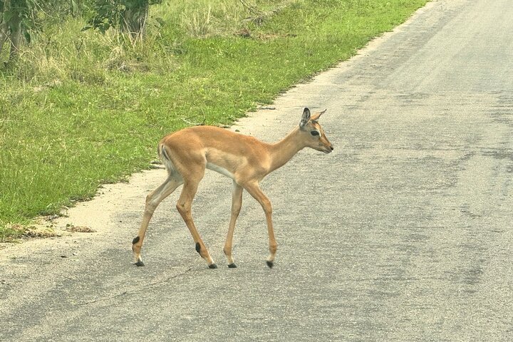 Kruger National Park Morning Safari Experience (minimaal 2 personen)