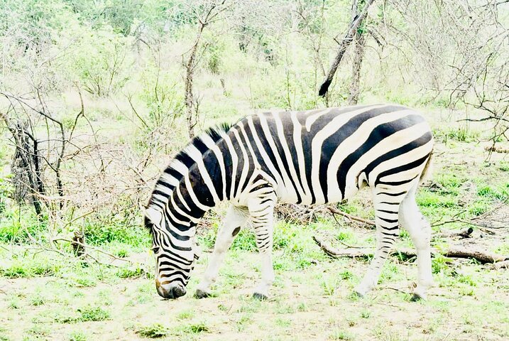 Kruger National Park Morning Safari Experience (minimaal 2 personen)