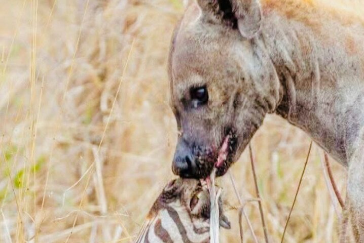 Kruger National Park Morning Safari Experience (minimaal 2 personen)
