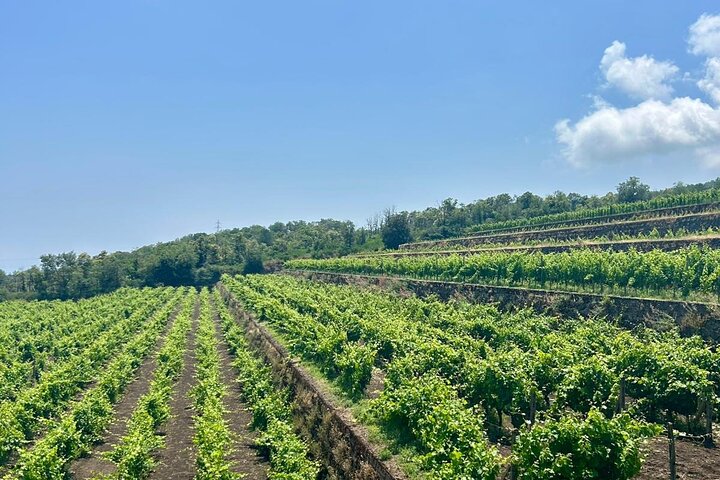 Excursion au volcan Etna, dégustation de vins, déjeuner dans un domaine viticole et transfert