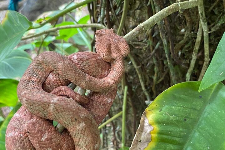 Desove de Tortuga en Tortuguero