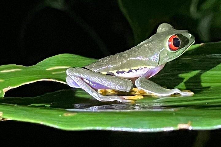 Desove de Tortuga en Tortuguero
