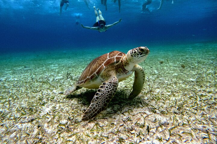 4 timmars Cozumel Turtle Sanctuary upplevelse på en lyxig Catamarán