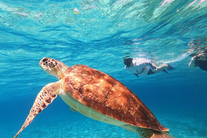 4 timmars Cozumel Turtle Sanctuary upplevelse på en lyxig Catamarán