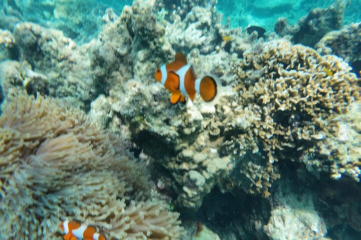 Mantanani Island Snorkeling au départ de Kota Kinabalu