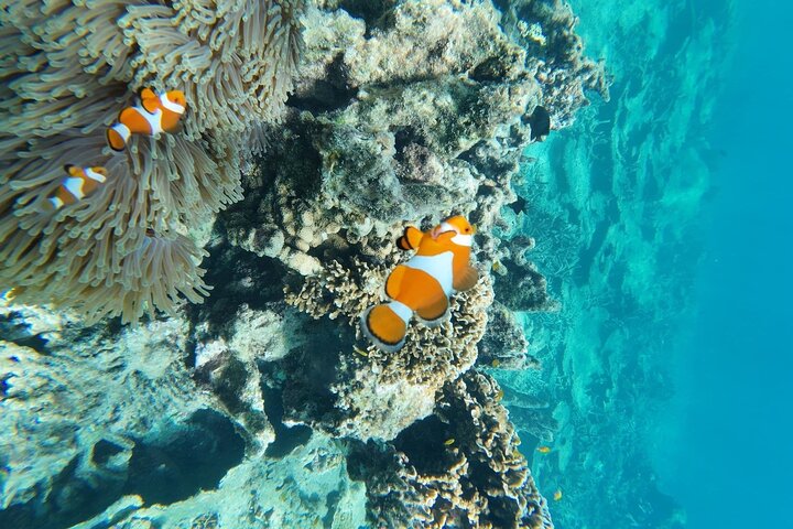 Mantanani Island Snorkeling au départ de Kota Kinabalu