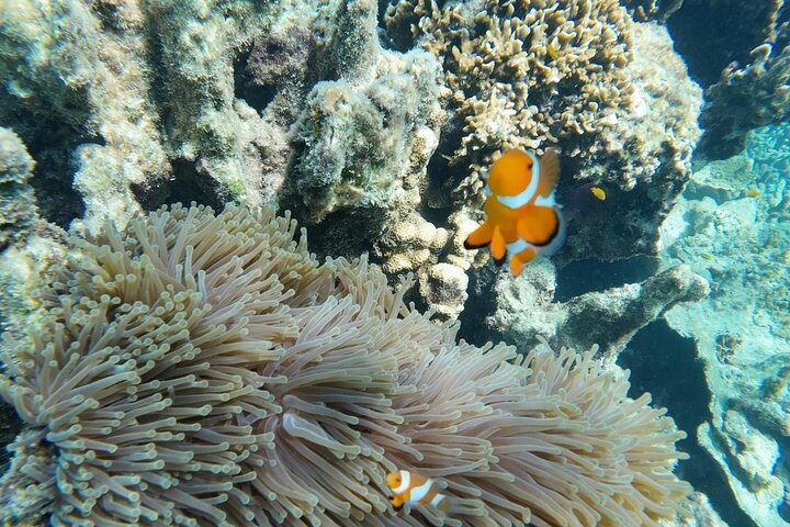 Mantanani Island Snorkeling au départ de Kota Kinabalu