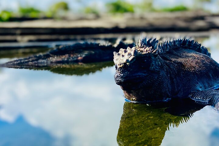 4-dages Isabela Island Adventure Tour: Kayak, snorkling og dyreliv