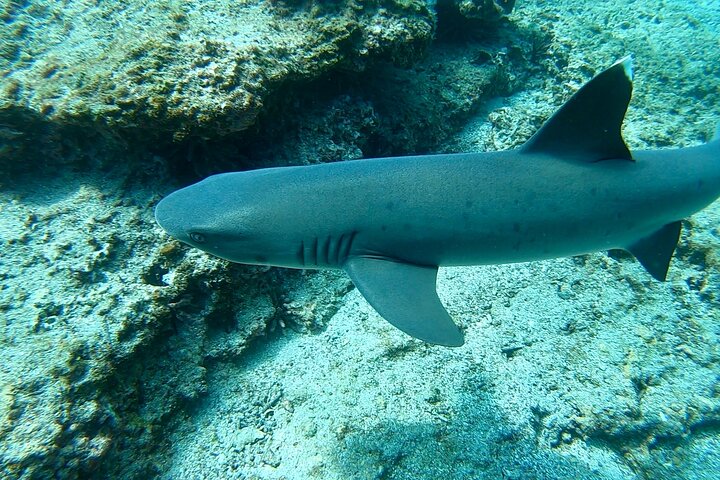 4-dages Isabela Island Adventure Tour: Kayak, snorkling og dyreliv