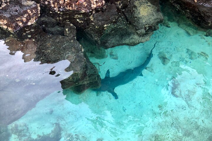 4-dages Isabela Island Adventure Tour: Kayak, snorkling og dyreliv