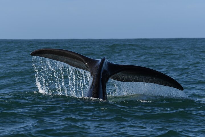 Excursion privée d'une journée d'observation des baleines Hermanus au bord du rivage au départ du Cap