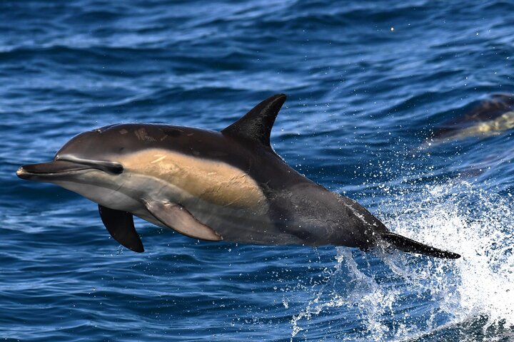 Excursion privée d'une journée d'observation des baleines Hermanus au bord du rivage au départ du Cap