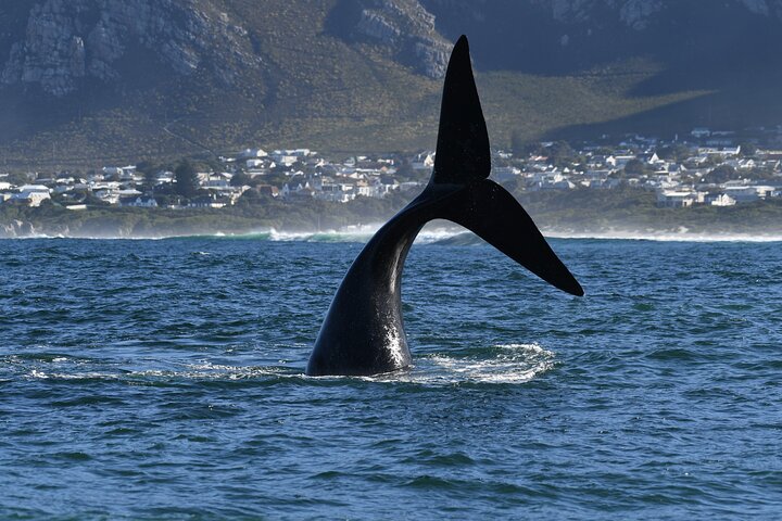 Excursion privée d'une journée d'observation des baleines Hermanus au bord du rivage au départ du Cap
