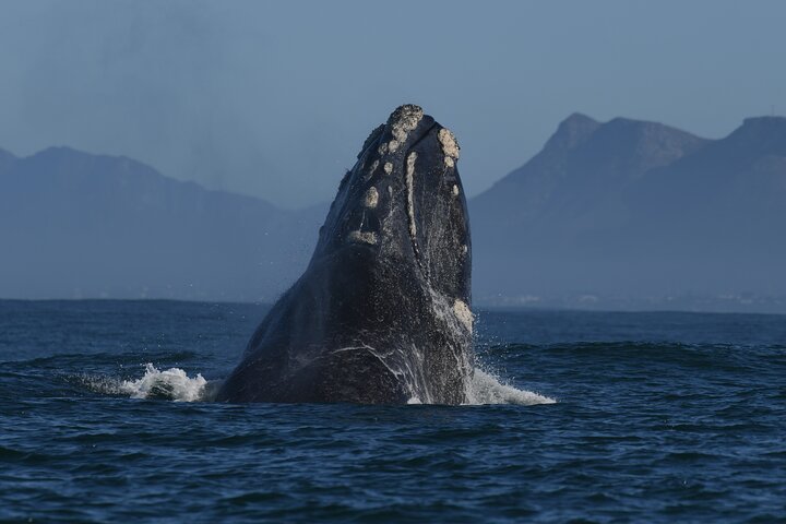 Excursion privée d'une journée d'observation des baleines Hermanus au bord du rivage au départ du Cap
