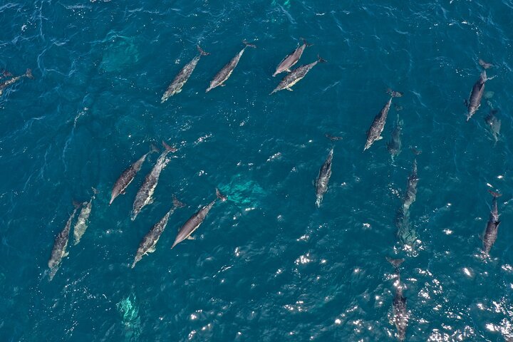 Excursion privée d'une journée d'observation des baleines Hermanus au bord du rivage au départ du Cap