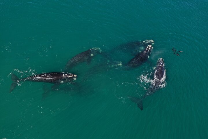 Excursion privée d'une journée d'observation des baleines Hermanus au bord du rivage au départ du Cap