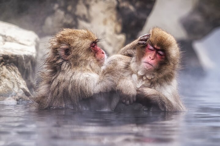 Visite privée du singe des neiges et du sanctuaire de Togakushi
