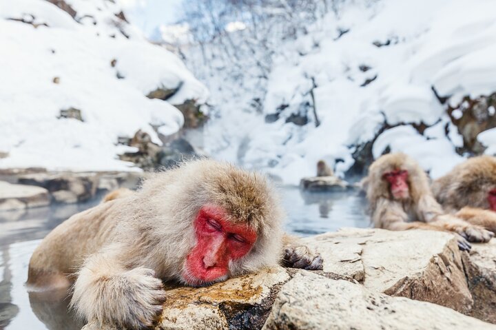 Visite privée du singe des neiges et du sanctuaire de Togakushi