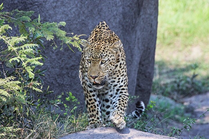 Hluhluwe-iMfolozi Park: Privat grupp hel dagssafari