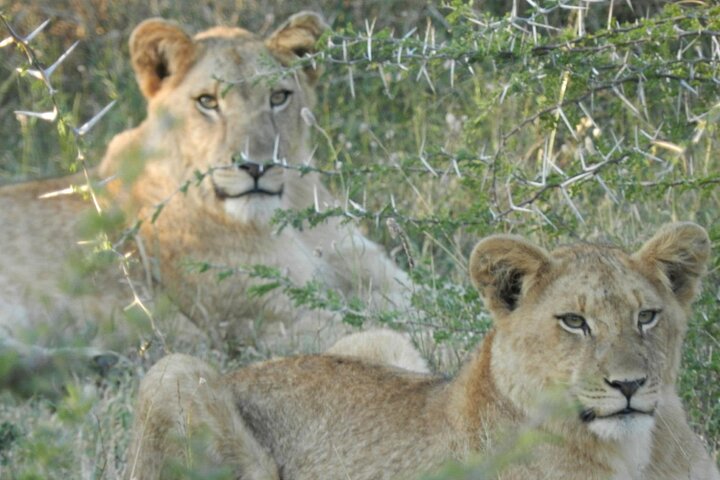 Hluhluwe-iMfolozi Park: Privat grupp hel dagssafari