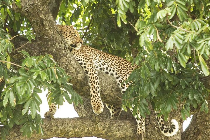 Hluhluwe-iMfolozi Park: Privat grupp hel dagssafari