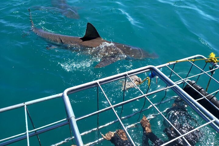 Haaienkooi Duiken met gratis lucht in kooi vanuit Gansbaai