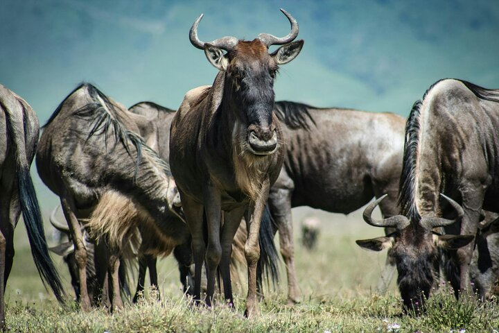 Tagesausflug zum Ngorongoro-Krater von Karatu