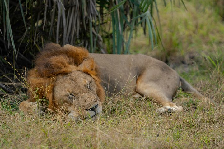 Tagesausflug zum Ngorongoro-Krater von Karatu