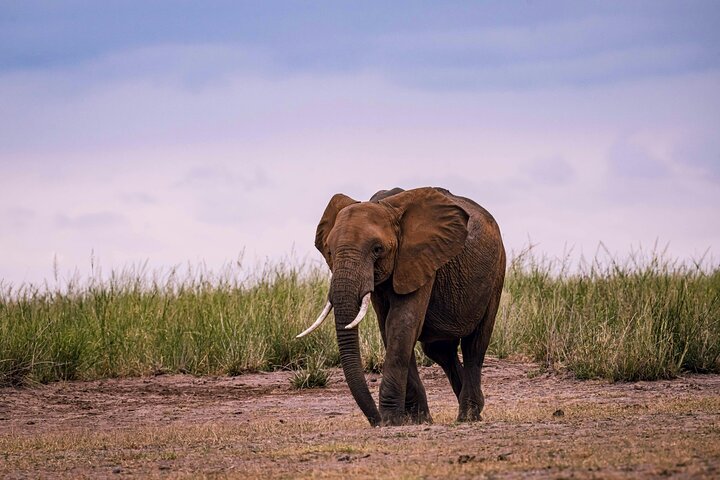 Tagesausflug zum Ngorongoro-Krater von Karatu