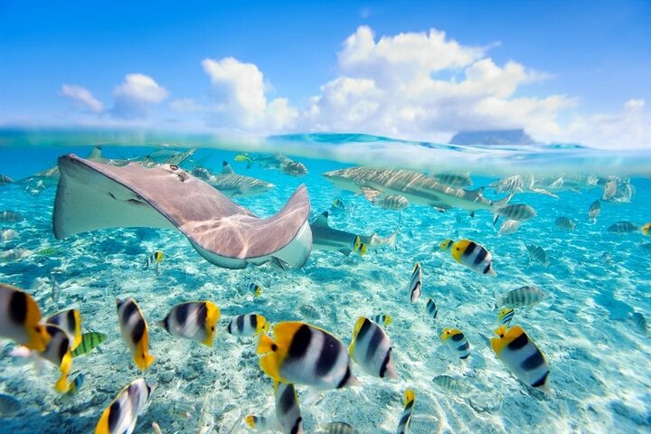 3 islands Tour with snorkelling ,Pigs, Turtles & beach club lunch