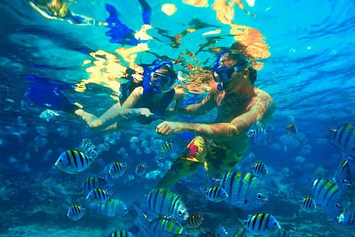 3 islands Tour with snorkelling ,Pigs, Turtles & beach club lunch