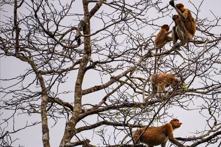 Cruzeiro pelo rio Borneo (Klias) e passeio pelos vaga-lumes