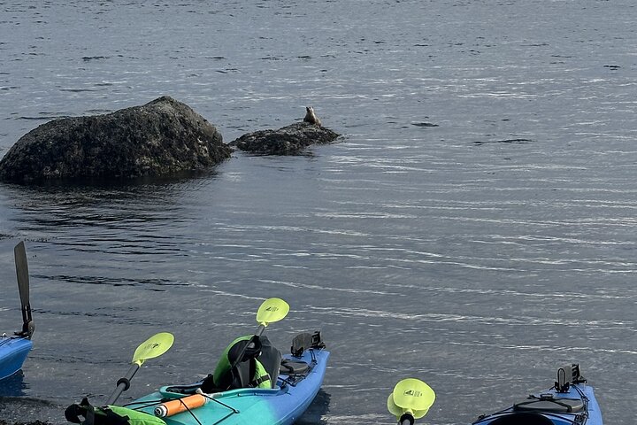 Tour in kayak costiero di Rosario sull'isola delle Orche