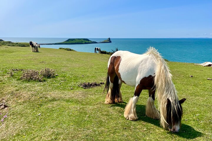 Hoteller i nærheden af Cardiff/Swansea: Gower Peninsula's Cliffs & Mumbles Day Tour