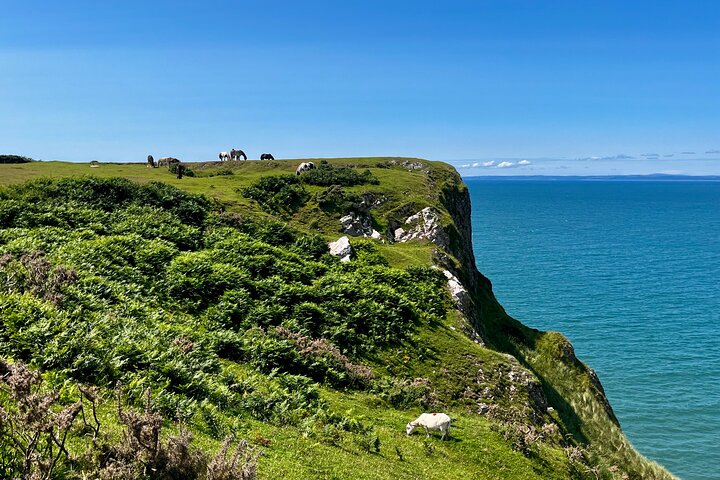 Hoteller i nærheden af Cardiff/Swansea: Gower Peninsula's Cliffs & Mumbles Day Tour
