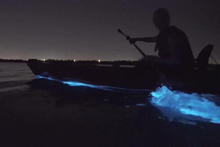 Kajakkturer og utleie. Delfiner, sjøkuer og bioluminescens!