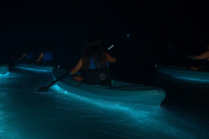 Kajakkturer og utleie. Delfiner, sjøkuer og bioluminescens!