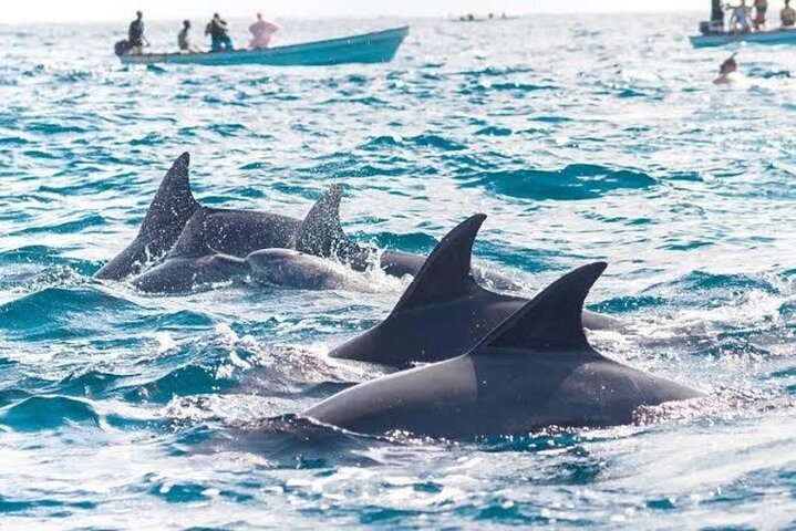 Zanzibar Mnemba Island Avventura di snorkeling e osservazione dei delfini